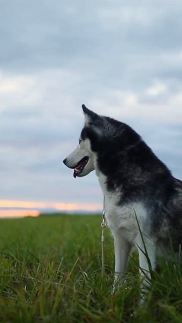 Друг.#пушистыйдруг#собака#питомцы