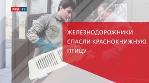 Железнодорожники спасли краснокнижную птицу