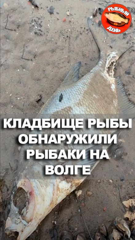 Экологическая катастрофа на Волге