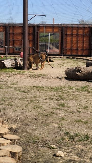 Что ты тут вытворяли? Ну-ка отвечай!