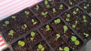 Начало пикировки. 15.04.2026г.