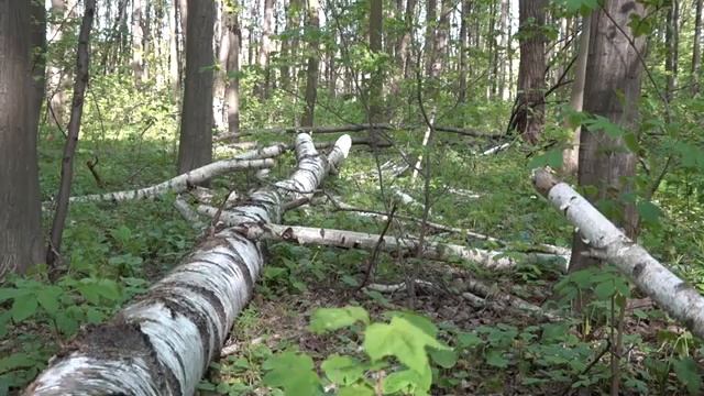 Матрица Полного Восстановления Слияние с Природой и Перезапуск Организма