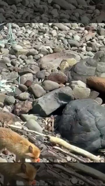 63.Лисичка-сестричка.