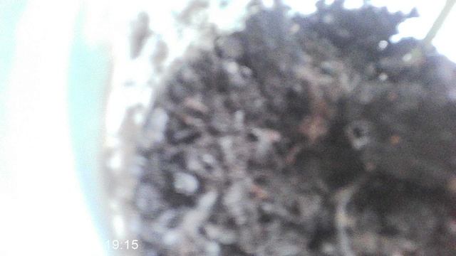 Обзор посева кабачков сорта "Желтоплодный"