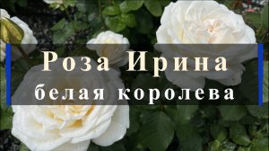 Роза Ирина - белая королева