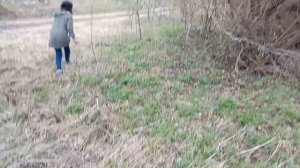 Как восхитительно выглядит ветреница дубравная!