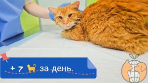 Сегодня у нас с вами в итоге + 🐈🐈🐈🐈🐈🐈🐈. 5 малышей и 2 взрослые котейки.