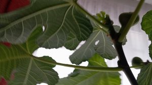 Виноград Красноярска.Сергец Будрис.  8-902-980-79-86.