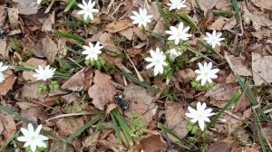 Ура! Подснежники!!!