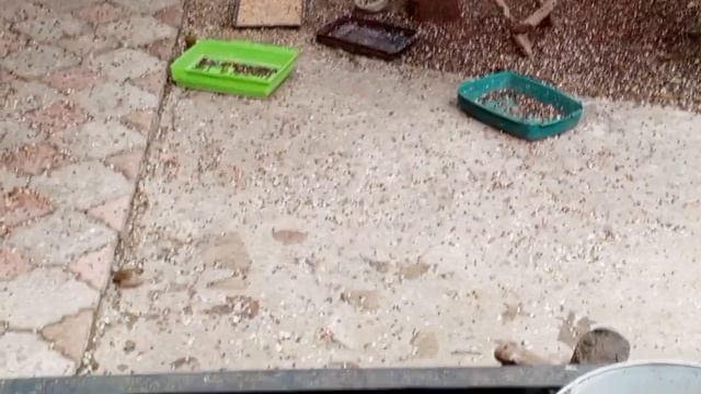 среда с вольными зверятам