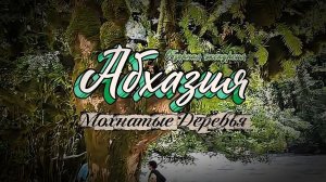 Абхазия. Мохнатые деревья.