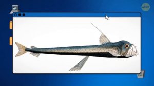 Океан скрывает это: самые странные морские существа, в которые сложно поверить