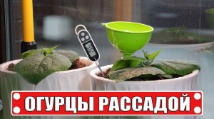 4 топовых сорта огурцов для Подмосковья: рассада через 17 дней + фитильный полив!