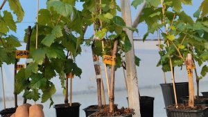 Вегетирующие саженцы винограда.2026г.