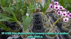№ А158 Den. Burana Racha размер горшка 2,8 дюйма