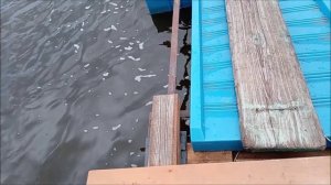 14.04.2026. В этом году выдался хмурый апрель, но озеро наполняется на 5+ и это великолепно!