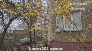 Город 6-13 апреля 2026. Лаванда, форзиция, кандык, сеянцы мартагонов