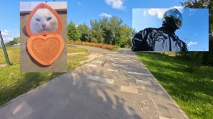 Cats speed hooligans.