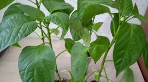 Рассада перца на 14 апреля уже набрала бутоны: обзор