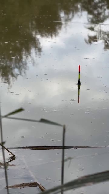 Смотреть на это можно часами