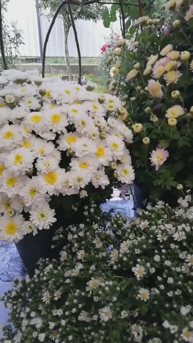 Покупка. Шикарные многолетние цветы для моего сада.