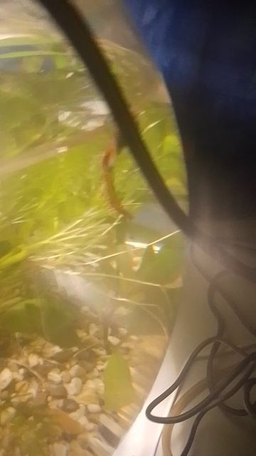 внимание новый аквариум новый фильтр и тд наблюдение за рыбками