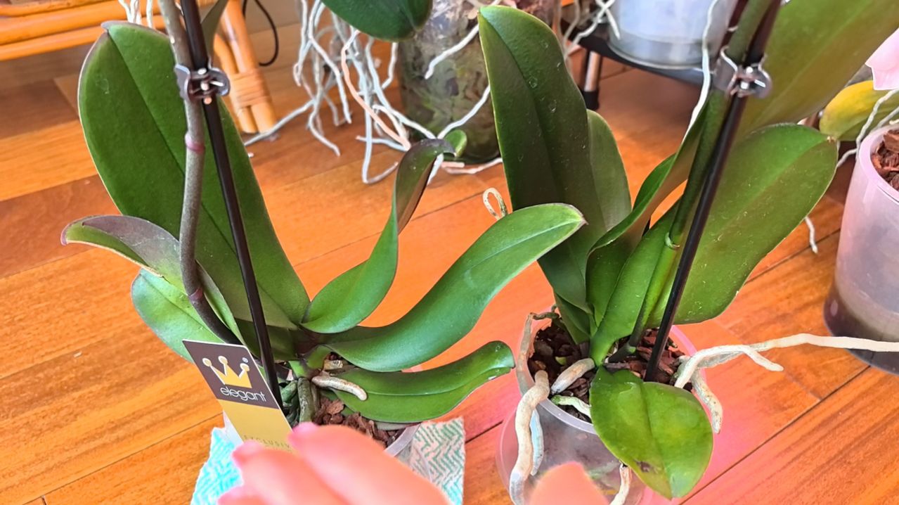 Где одна, там и две 🤦♀️. Купила орхидею. Теперь я собираю эти орхидеи 👌. Инструкция сотруднику.