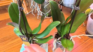 Где одна, там и две 🤦♀️. Купила орхидею. Теперь я собираю эти орхидеи 👌. Инструкция сотруднику.