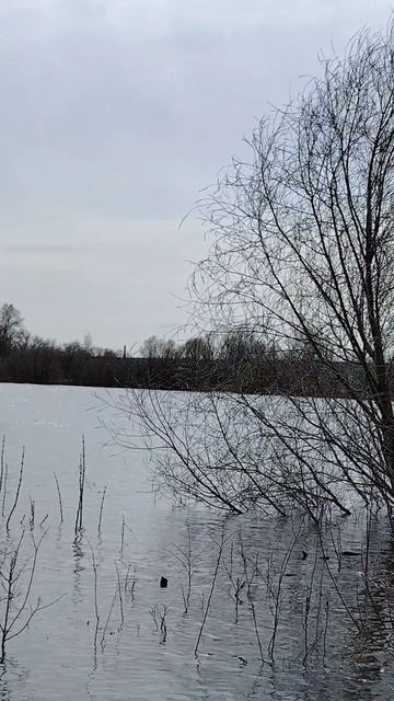 Как приятно гулять около воды, особенно около реки ( 15 апреля)