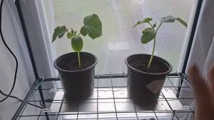 как и что растёт на 15.04.2026