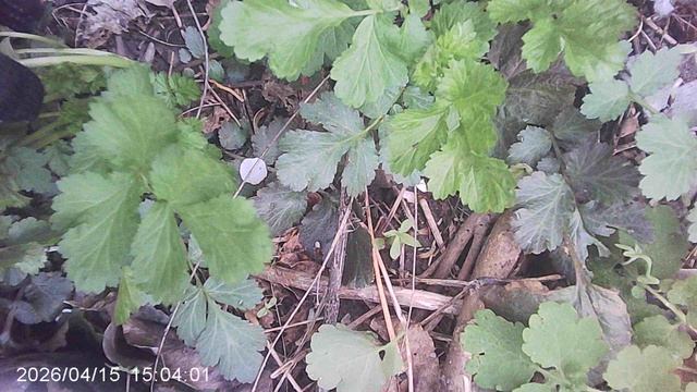 Удаление сухостоя и сорняка 