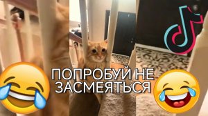 🤣🤣ПОПРОБУЙ НЕ ЗАСМЕЯТЬСЯ 🤣🤣🤣 | ПРИКОЛЫ 2026😂