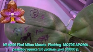 № А249 Phal Mituo Mosaic  Flashing  MO795 АРОМА размер горшка 3,5 дюйма