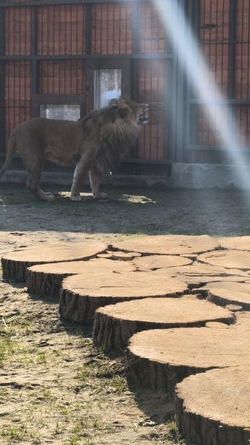 Кто мужик? Я мужик!