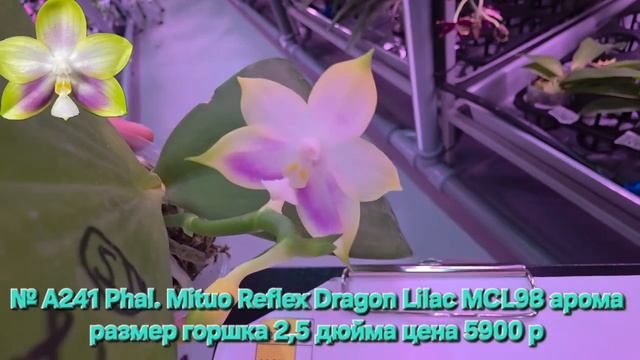 № А241 Phal. Mituo Reflex Dragon Lilac MCL98 арома размер горшка 2,5 дюйма