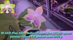 № А241 Phal. Mituo Reflex Dragon Lilac MCL98 арома размер горшка 2,5 дюйма
