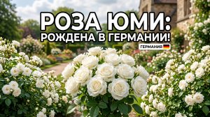 Rose Yumi — Королева свадебных роз Японии!
