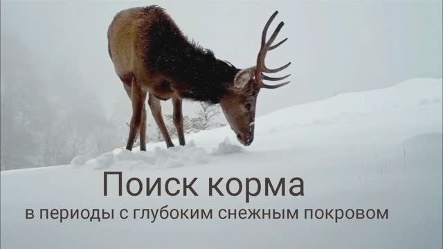 Поиск корма под снегом