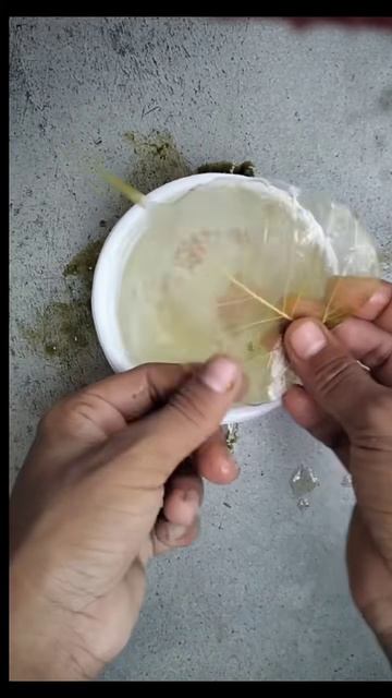 Как сделать листья-скелеты | Разноцветные листья-скелеты