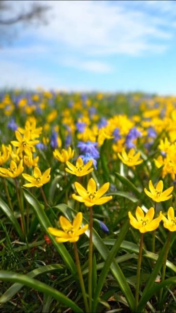 Первоцветы