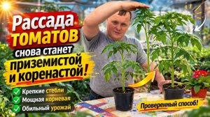 Переросла рассада томатов? Как это исправить простым проверенным способом.