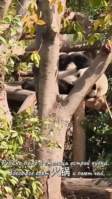 ТГК: wodao_wodao travel china video chinese place shorts китай путешествия