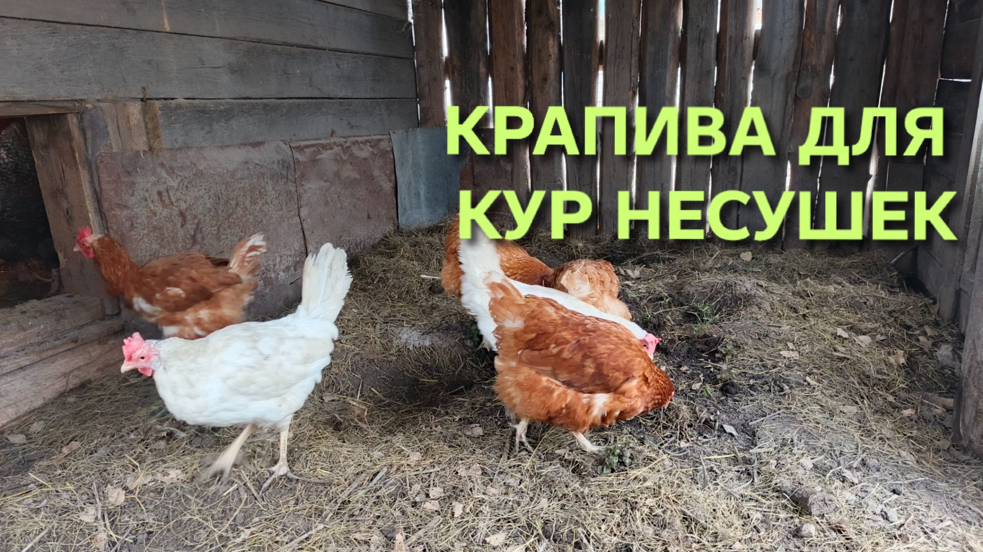Можно ли давать крапиву курам-несушкам