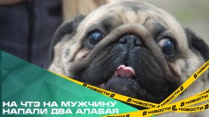 На ЧТЗ на мужчину напали два алабая. Что грозит владельцам собак на самовыгуле?