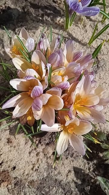 Крокус весеннецветущий дарит настроение