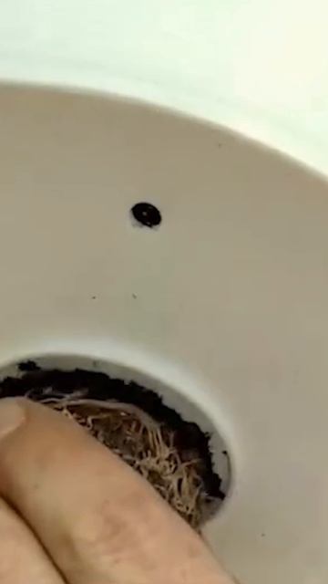 Вертикальное выращивание томатов позволяет экономить место и снижать риск вредителей.