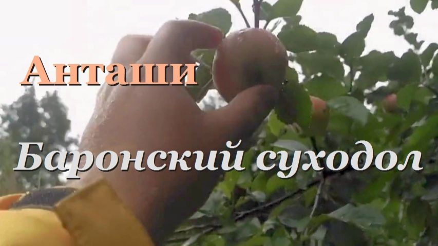 Баронский суходол- Анташи- Все следы засыпа- от 4 ноя 2021