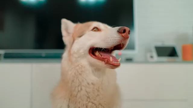 О НЕТ МОНСТРИКСЫ СТАЛИ ЖИВЫМИ!!! 😱😱😱
Хаски Бублик говорящие собаки