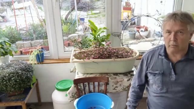 Лепестки персика облетают Измельченные ветки Цветки