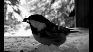 Н. Рубцов. Воробей